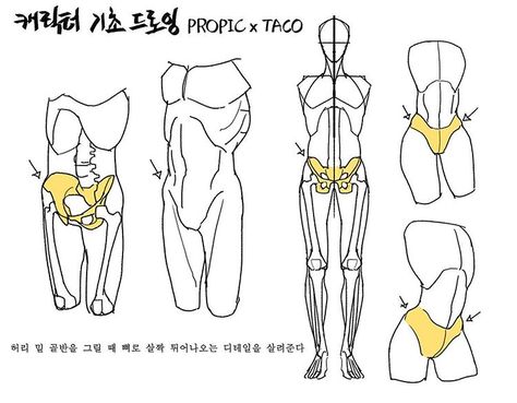 Taco Drawing, Bone Drawing, Anatomy Tutorial, Human Anatomy Drawing, Human Anatomy Art, Anatomy Sketches, Body Reference Drawing, 캐릭터 드로잉, Body Anatomy