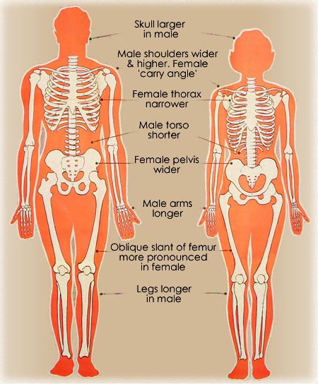 Male Anatomy Guidelines, Skeleton Anatomy Drawing, Sketch Guidelines, Simplified Anatomy, Human Anatomy Female, Skeleton Muscles, Male Skeleton, Human Skeleton Anatomy, Female Skeleton