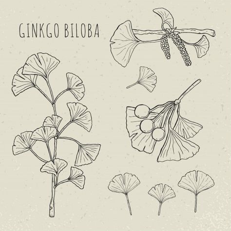 Ginkgo Art, Cosmetics Illustration, Branches With Leaves, Ginko Biloba, Branch Tattoo, Leaf Silhouette, Zen Tangle, Leaves Illustration, Plant Vector