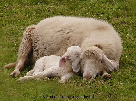 England Country, Country Family, Magical Nature, Baby Sheep, West England, Nature Tour, Baby Lamb, Sheep And Lamb, Cute Sheep