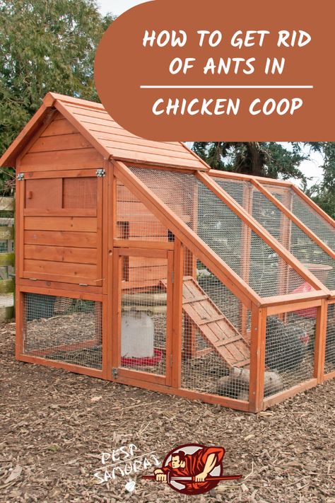 Chicken coops are really attractive to ants, and keeping ants out of chicken coop can be challenging. So, in this article, find out why are ants in a chicken coop, is it dangerous to have ants there, and how to get rid of ants in the chicken coop. Also, read more about other types of ants, such as carpenter and fire ants in chicken coop. Learn how to keep ants out of chicken coop and find out the best natural killer for ants. #ants #getridofants #removeants #pestcontrol Build Your Own Chicken Coop, Cheap Chicken Coops, Chicken Coop Pallets, Build A Chicken Coop, Chicken Shed, Chicken Home, Backyard Chicken Coop Plans, Chicken Coup, Chicken Coop Run