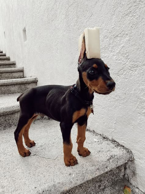 Perro Doberman Pinscher, Doberman Puppies, Doberman Pinscher Dog, Pinscher Dog, Dangerous Dogs, Doberman Puppy, Doberman Dogs, Really Cute Dogs, Cute Little Puppies