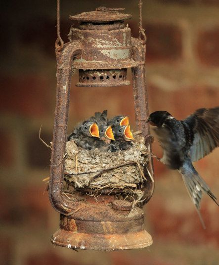 Barn Swallows' Nest in Old Lantern | Content in a Cottage Nosara, Baby Birds, Baby Bird, Appaloosa, Pretty Birds, Quarter Horse, Bird Nest, Bird Feeder, Birdy