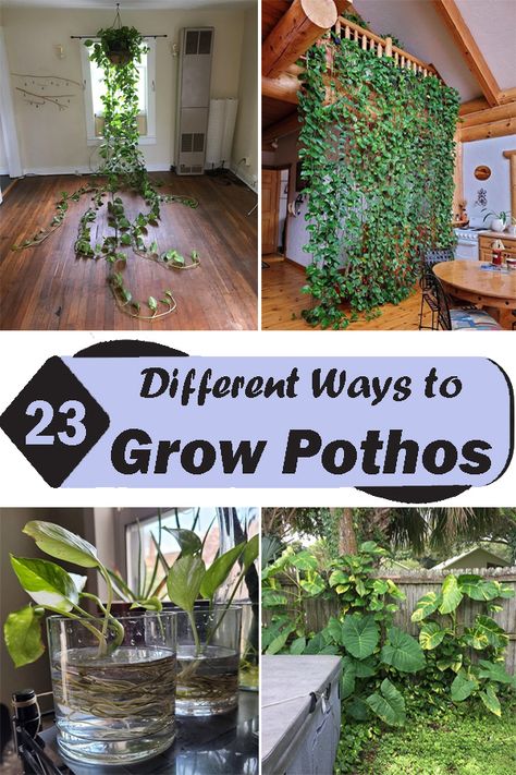 Pothos Plant Growing Up Wall, Indoor Pothos Wall, Pothos Design Ideas, Philodendron Trellis Diy, Climbing Pothos Wall, Hanging Pothos Plants Indoor, Pothos Plant Hanging, Plant Vine Around Mirror, Pathos Potting Ideas