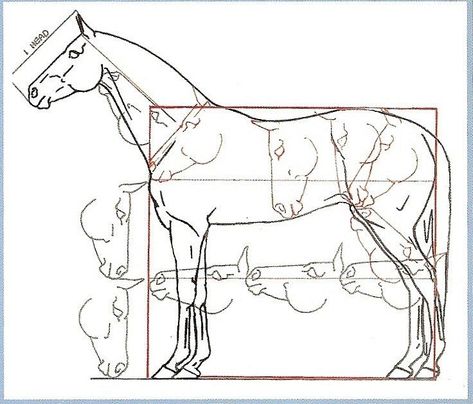 Horse Drawing Tutorial, Horse Art Drawing, Horse Sketch, Horse Anatomy, Horse Drawing, Horse Drawings, Horse Sculpture, Equine Art, Animal Sketches