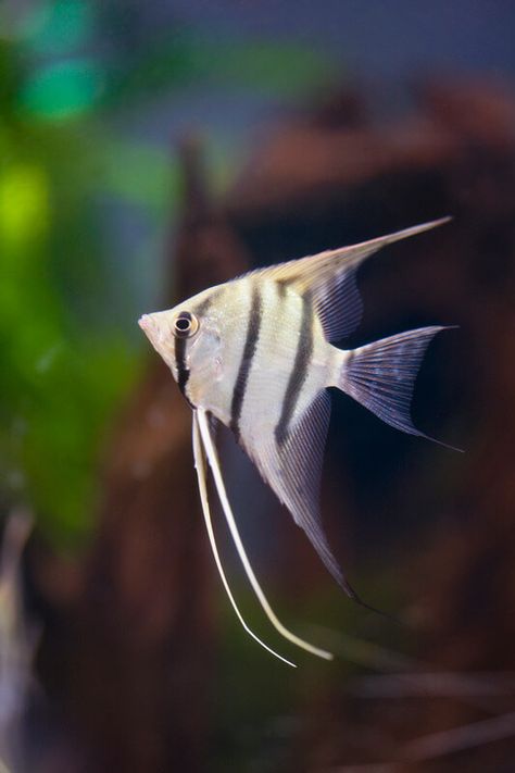 Is the myth that angelfish can change gender actually true? Our article will show you the truth!    Click/Tap to read now or pin it for later! :)    #pets #animals #fish #petfish #aquariums #fishtanks #angelfish #angelfishcare #saltwateraquarium #freshwateraquarium Ribe, Indoor Aquarium, Fish Aesthetic, Fish Tank Themes, Fish Pictures, Painting Fish, Water World, Pretty Fish, Fish Tank Accessories