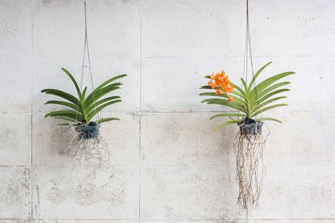 How To Grow Orchids, Orchid Potting Mix, Grow Orchids, Hanging Orchid, Indoor Orchids, Oncidium Orchids, Care For Orchids, Orchid Varieties, Orchid Roots