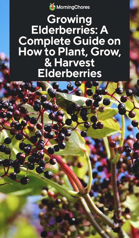 Medicinal Plants, Fruit Garden, Growing Elderberry, Elderberry Growing, Elderberry Plant, Survival Gardening, Modern Society, Growing Fruit, Gardening For Beginners