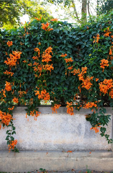 5 Fast-Growing Perennial Climbing Flowering Vines Pergolas, Climbing Flowering Vines, Perennial Flowering Vines, Fast Growing Vines, Creeping Vines, Climber Plants, Climbing Trellis, Vine Trellis, Evergreen Vines