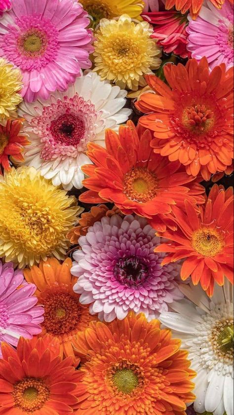 Flower Identification, Gerbera Flower, Pink Gerbera, Sunflowers And Daisies, Gerbera Daisies, Daisy Wallpaper, Gerber Daisies, Nothing But Flowers, Special Flowers