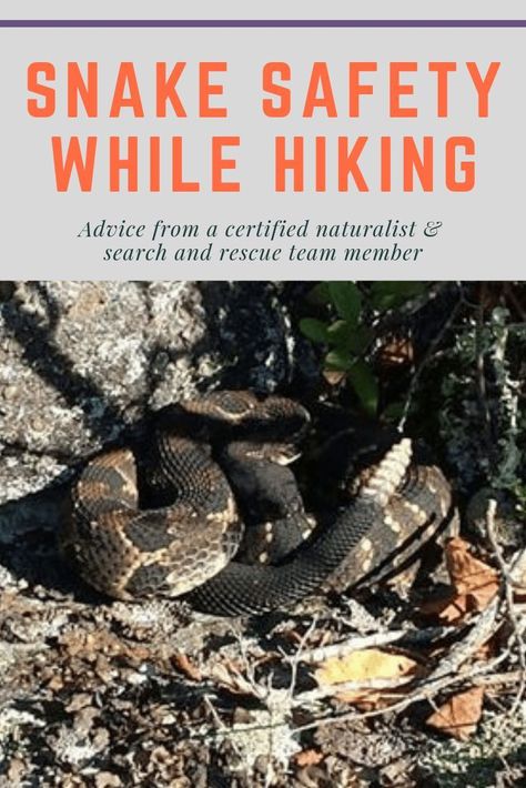 Snake Bite, Venomous Snakes, Snake Venom, Rescue Team, Search And Rescue, A Snake, Team Member, Safety Tips, Purse Jewelry