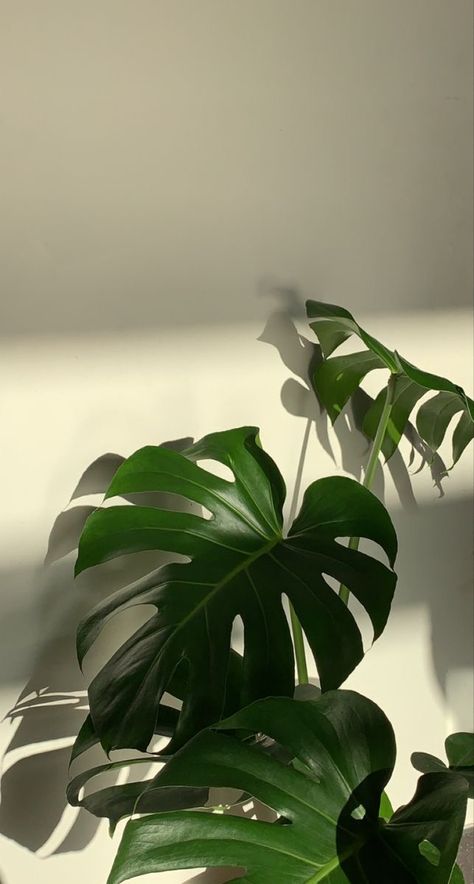 Iphone Wallpaper Plants, Plants Are Friends, Plant Wallpaper, Plant Aesthetic, Monstera Plant, Background Ideas, Pretty Plants, Minimalist Wallpaper, Plant Mom