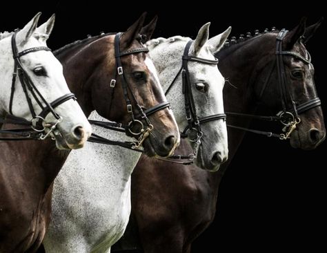 Dressage Competition, Percheron Horses, Four Horses, Horse World, Horse Blankets, Horse Saddles, Equestrian Outfits, Horse Photography, Horse Breeds