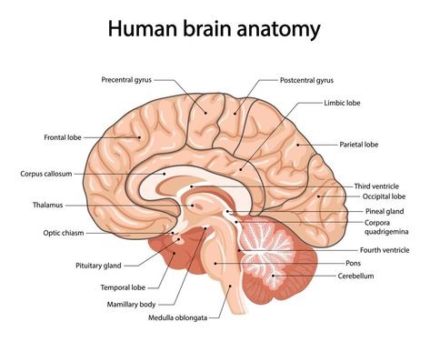 Human brain, anatomical illustration in cartoon style Human Brain Drawing, Human Brain Diagram, Brain Anatomy And Function, Human Brain Anatomy, Anatomical Illustration, Brain Diagram, Brain Drawing, Eye Anatomy, Study Vlog