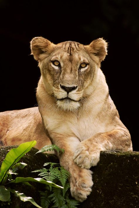 Lioness Aesthetic, Lioness Photo, Lioness Photography, Lioness Images, Lioness Queen, Lion Makeup, Relaxed Pose, Queen Energy, Haflinger Horse