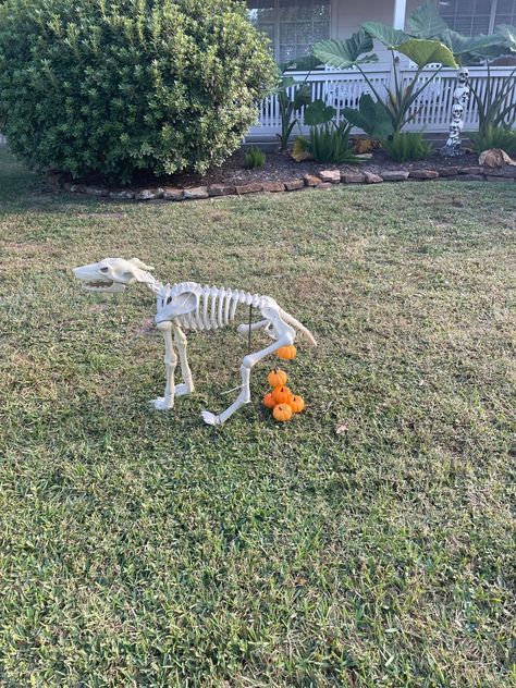 Ultra Posable Halloween Skeletons - Wild ones!! | Facebook Skeleton Decorations Outdoor Funny, Skeleton Decorations Outdoor, Skeleton Poses, Halloween Comics, Celtic Festival, Arte Grunge, Creepy Halloween Decorations, Skeleton Decorations, Halloween Front Porch