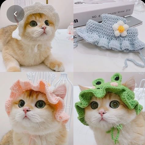 Crochet Hat For Cat, Crochet For Pets, Cats Wearing Hats, Crochet Pet Hat, Cat Hat Crochet, Cozy Critters, Knitted Frog, Cat Hat Pattern, Crochet Dog Clothes