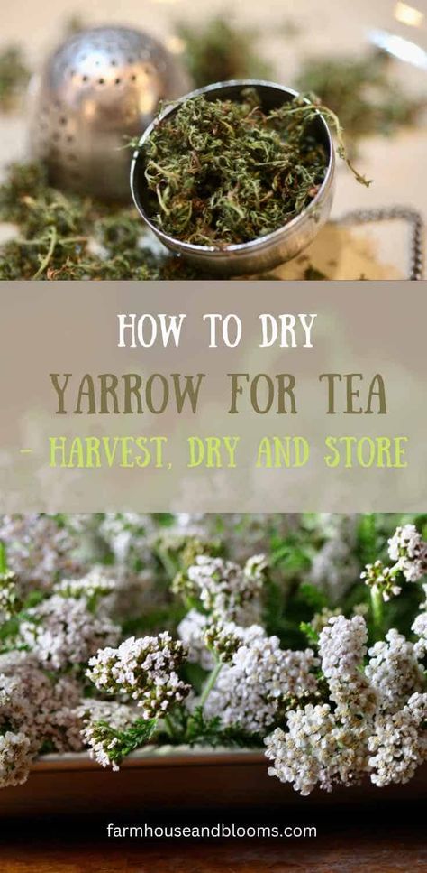 Nature, Yarrow Uses, Yarrow Tea, Herbal Properties, Yarrow Plant, Herbal Tea Garden, Yarrow Flower, Wild Food Foraging, Medicinal Herbs Garden