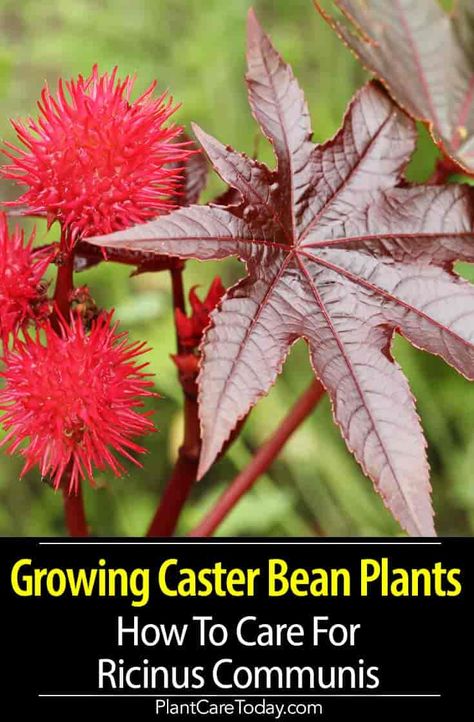 Castor Bean Plant Ideas, Cardoon Plants Gardening, Happy Bean Plant Care, Caster Bean Plant, Growing Bush Beans, Castor Oil Plant, Castor Plant, Botanical Medicine, Castor Bean Plant