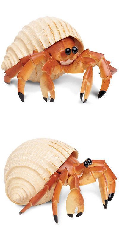 Crab Art, Tiny Animals, Hermit Crabs, Fun Home Activities, Animals And Plants, Incredible Creatures, Animals And Nature, Exotic Fish, Hermit Crab