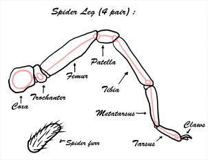 Spider Legs Drawing Reference, Spider How To Draw, Spider Legs Reference, Spiders Reference, Spider Art Reference, How To Draw A Tarantula, Arachne Drawing Reference, Spider Reference Drawing, Spider Photo