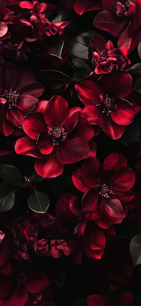 Dark Flower Wallpaper Aesthetic, Maroon Flowers Aesthetic, Gothic Flowers Wallpaper, Burgundy Iphone Wallpaper Aesthetic, Winter Floral Background, Dark Feminine Energy Wallpapers, Wine Colour Aesthetic, Alt Wallpapers Phone Aesthetic, Dark Red Flowers Wallpaper