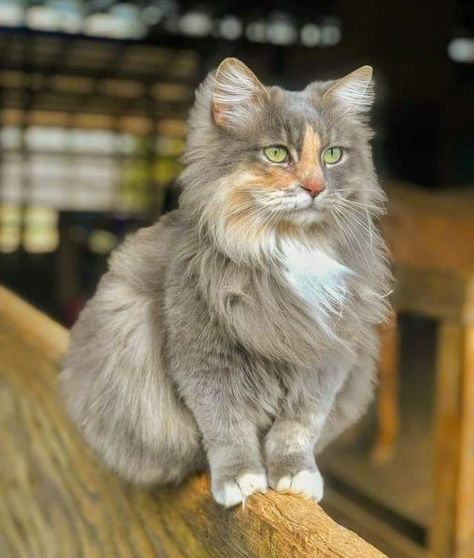 Pastel Kitty, Barn Cat, Kitty Funny, Söt Katt, Pet Memes, Gorgeous Cats, Most Beautiful Cat Breeds, Feline Animals, Pretty Animals