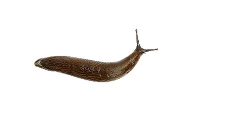 Slug, White Background, Gif, Tumblr, Wall, White