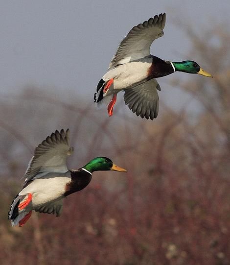 Mallard males Waterfowl Hunting, Hunting Backgrounds, Waterfowl Art, Regard Animal, Duck Pictures, Wild Duck, Duck Art, Bird Hunting, Duck Hunting