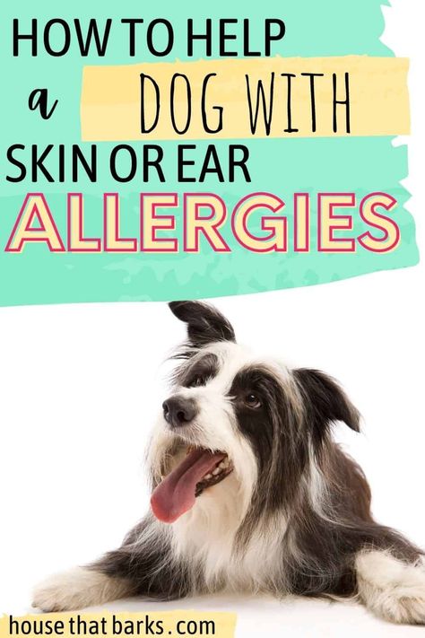 Dog Losing Hair, Dogs With Allergies, Dog Skin Allergies, Ear Problems, Dog Skin Problem, Best Puppy Food, Meds For Dogs, Dog Skin Care, Colorful Hairstyles