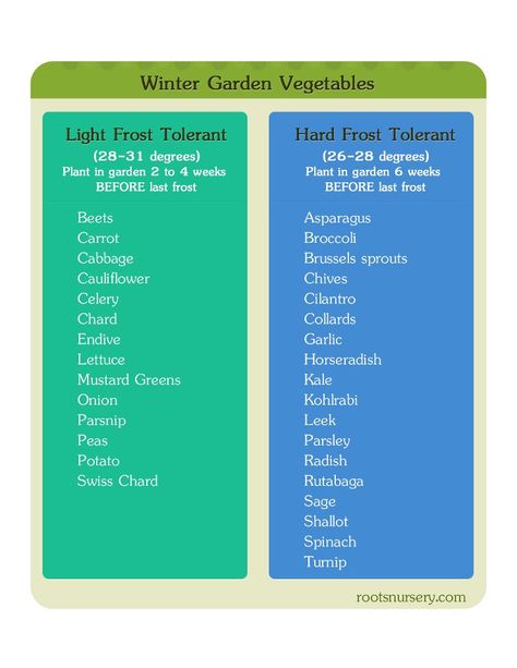 Wondering what to grow in your garden during winter? Winter Garden Vegetables, Vegetable Chart, Garden Winter, Winter Greenhouse, Tattoo Plant, Winter Tips, Winter Crops, Fall Vegetables, Garden Vegetables