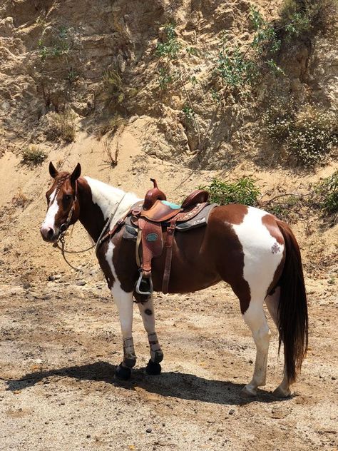 American Paint Horse, Pony Breeds, Cute Horse Pictures, Pinto Horse, Barrel Racing Horses, Dry Eye, Paint Horse, Western Riding, Horse Aesthetic