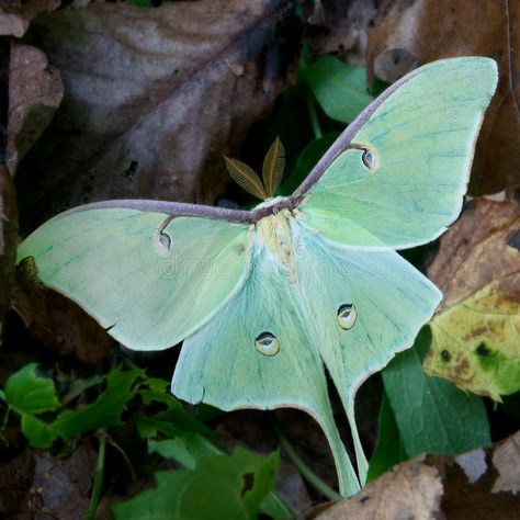 Luna moth. On forest floor , #AD, #moth, #Luna, #floor, #forest #ad Moth Luna, Insect Life Cycle, Luna Moths, Cute Moth, Lunar Moth, Moon Moth, Moth Caterpillar, Beautiful Bugs, Forest Creatures