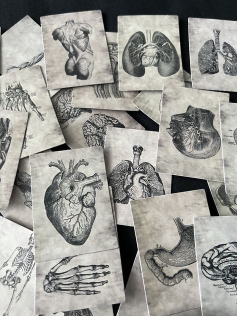 Vintage style human anatomy stickers. Ideal for scrapbooking, junk journaling, for decorating notebooks or exercise books or even just because you think they are cool! They would also work great for decorating a Kindle, laptop, tablet or anything else you can think of to slap a sticker on really! A great gift idea for a medical/nursing student in your life. Choose from 5, 10 or 20 stickers. These are from my huge personal stash of scrapbooking stickers, I thought some people may like the opportunity to purchase smaller amounts of pretty stickers so they don't end up like me with endless amounts of supplies!  Drop me a message if there are any particular cards you see that you would like included and I will do my best to accommodate! Thanks for looking! Medical Notes Aesthetic, Human Anatomy Vintage, Vintage Medical Art, Anatomy Vintage, Anatomy Stickers, Anatomy Aesthetic, Vintage Doctor, Student Doctor, Pretty Stickers