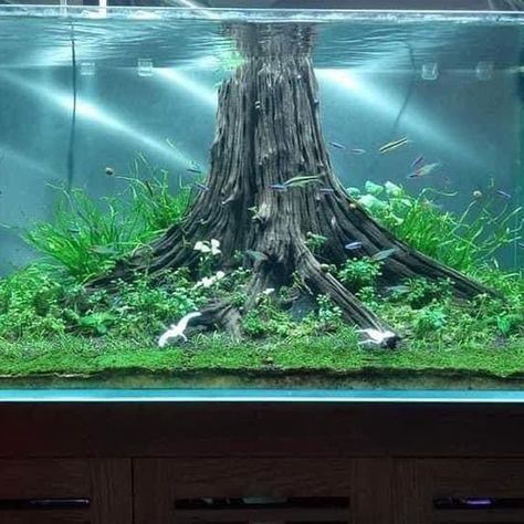 Water Environment, Crooked Tree, Fish Tank Decor, Tropical Forests, Moss Ball, Betta Tank, Aquarium Ideas, Betta Fish Tank, Natural Tree