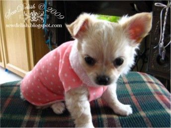 35 Dog Coat DIY's that are easy and fun and will keep your dog warm this Winter. Get the tutorials and DIY's and start making some fabulous dog coats. Diy Dog Sweater, Small Dog Sweaters, Dog Clothes Diy, Tiny Puppies, Dog Clothes Patterns, Poodle Puppy, Puppy Clothes, Chihuahua Puppies, Diy Dog