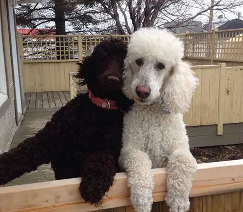 Standard Poodle Teddy Bear, Standard Poodle Cuts, Poodle Puppy Cut, Standard Poodle Haircuts, Toy Poodle Haircut, Tattoo Wallpaper, Friendly Dogs, Poodle Puppy Standard, Poodle Dogs