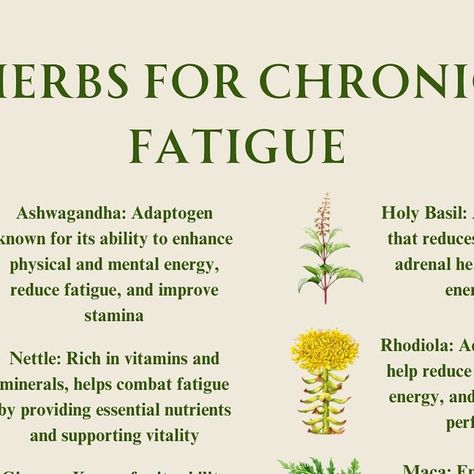 Holistic Health & Wellness on Instagram: "Discover nature’s energy boosters! These powerful herbs are your natural energy allies! From ginseng to ashwagandha, discover nature’s secrets to combating chronic fatigue and boosting vitality. Ready to reclaim your energy levels? 🌿  Disclaimer: Individuals with hypertension should avoid licorice root. This content is for educational purposes only and should not be considered medical advice.   #herbs #herb #holistichealth #holistichealths #herbalism #herbalremedies #naturalmedicine #herbalmedicine #chronicfatigue" Detox Waters, Natural Energy Booster, Natural Energy Drinks, Herbal Education, Healthy Juice Drinks, Herbal Remedies Recipes, Mold Exposure, Salve Recipes, Medicinal Herbs Garden