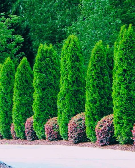 Emerald Green Arborvitae (Thuja occidentalis 'Smaragd') trees lining driveway Trees Lining Driveway, Thuja Emerald Green, Creative Landscaping, Pool Plants, Emerald Green Arborvitae, Trees For Front Yard, Arborvitae Tree, Tree Lined Driveway, Thuja Occidentalis