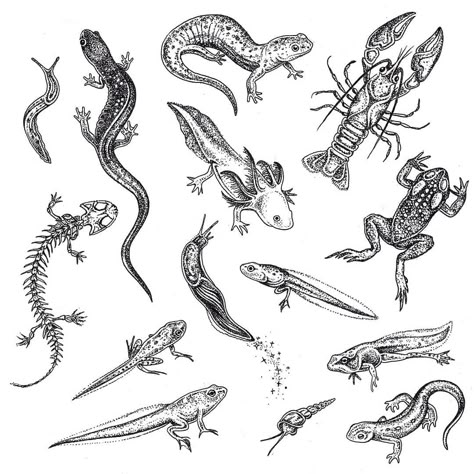 New river critter flash, very excited to tattoo these! Featuring a few salamanders, a salamander skeleton, a newt, an aquatic snail, an… Salamander Scientific Illustration, Creepy Cottagecore Tattoo, Forage Tattoo, Snail Ink Drawing, Weird Nature Tattoos, Nature Tattoo Filler Ideas, Spotted Salamander Tattoo, Slug Tattoo Cute, Newt Drawing Animal