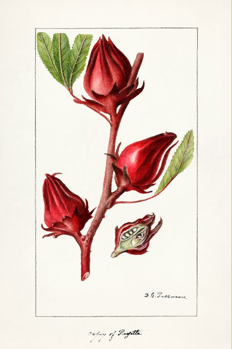 Roselle (Hibiscus Sabdariffa) (1906) by Deborah Griscom Passmore. Original from U.S. Department of Agriculture Pomological Watercolor Collection. Rare and Special Collections, National Agricultural Library. Digitally enhanced by rawpixel. | free image by rawpixel.com Jamaica Flower, Roselle Flower, Roselle Hibiscus, Gift Shop Displays, Herbs Illustration, Hibiscus Sabdariffa, Free Illustration Images, Botanical Poster, Plant Drawing