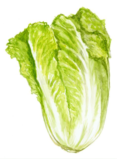 Illustration about Lettuce, hand-painted watercolor illustration. Illustration of leaves, nutrition, calories - 15955408 Plant Cartoon Drawing, Lettuce Plant, Nutrition Infographic, Plant Cartoon, Vegetable Painting, Green Lettuce, Vegetable Illustration, Leaves Watercolor, Watercolor Water