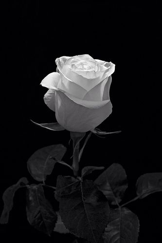 Black And White Roses, Photo Rose, Potted Flowers, Black And White Flowers, Beautiful Rose Flowers, Flower Phone Wallpaper, Black Aesthetic Wallpaper, Black And White Aesthetic, White Picture