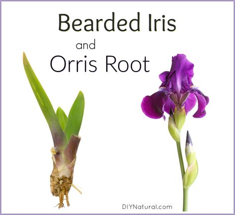 This homemade incense is made with orris root from the bearded iris. It smells similar to violets and is great to burn when you crave the smells of Spring! Homemade Incense, Growing Irises, Orris Root, Witch Tips, Essential Oil Carrier Oils, Natural Beauty Diy, A Kind Of Magic, Herbal Recipes, Hedge Witch