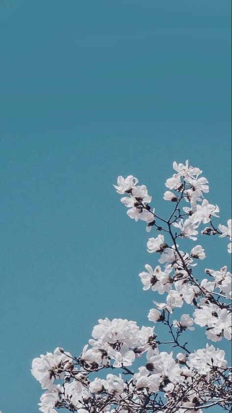 Asethic Wallpaper For Homescreen, Wallpaper For Homescreen, Background For Edit, Floral Design Wallpaper, Wallpaper Fall, Time Pass, 광고 디자인, Iphone Wallpaper Fall, Sun Flowers