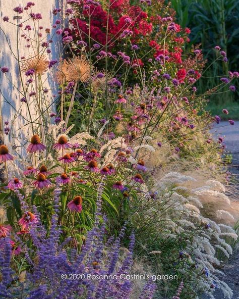 Garden Planning | Updates from the small dry border... 📸: @rosannacastrinigardens . . . . . . . . . . . . . . . . . . . . . . . . . . . #inmygardentoday… | Instagram Plants, Instagram, Flowers, Grasses, Garden Planning, Building, On Instagram, White