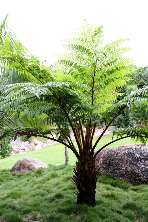 Garden Design Tropical, Australian Tree Fern, Fern Tree, Australian Trees, Australian Native Garden, Ferns Garden, Tropical Garden Design, Jungle Gardens, Tropical Backyard