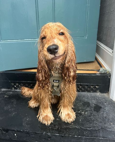 Reggie | I will never get bored of this🥺 Please stay cuddly forever🤗 ##cuddles #love #dogsofinstagram #cockerspanielsofinstagram #cocker #dog... | Instagram Cocker Poo, Cocker Spaniel Aesthetic, English Cocker Spaniel Puppies, Cocker Dog, Dog Instagram, Cocker Spaniel Puppies, Cute Animals Puppies, Very Cute Dogs, Cocker Spaniel Dog