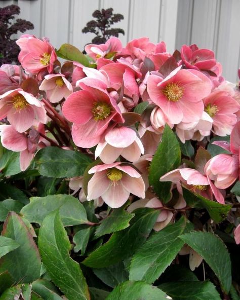 Buttercup Cottage, Landscape Composition, Monrovia Plants, Lenten Rose, Deer Resistant Plants, Hydrangea Garden, Plant Catalogs, Winter Rose, Beautiful Plants