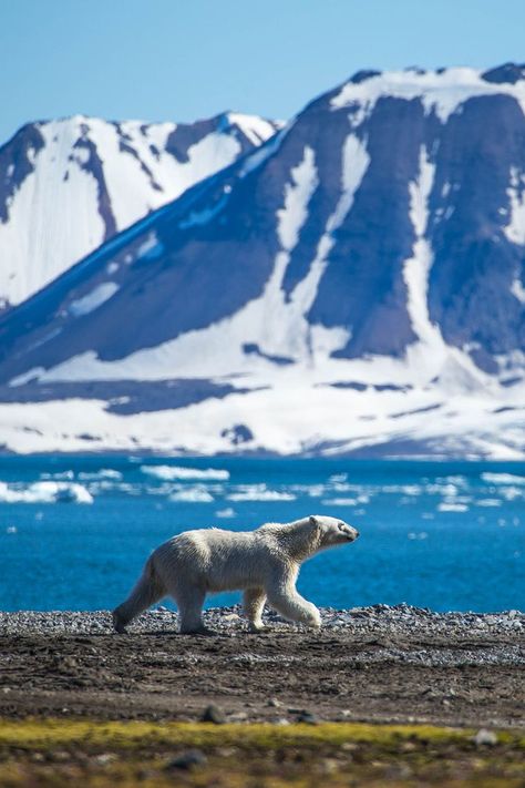 Tundra Biome, Alpine Tundra, Antarctic Animals, Montessori Geography, Arctic Landscape, Arctic Tundra, Boreal Forest, Arctic Animals, Biome